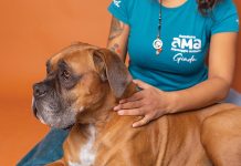 Massoterapia animale La massoterapia animale