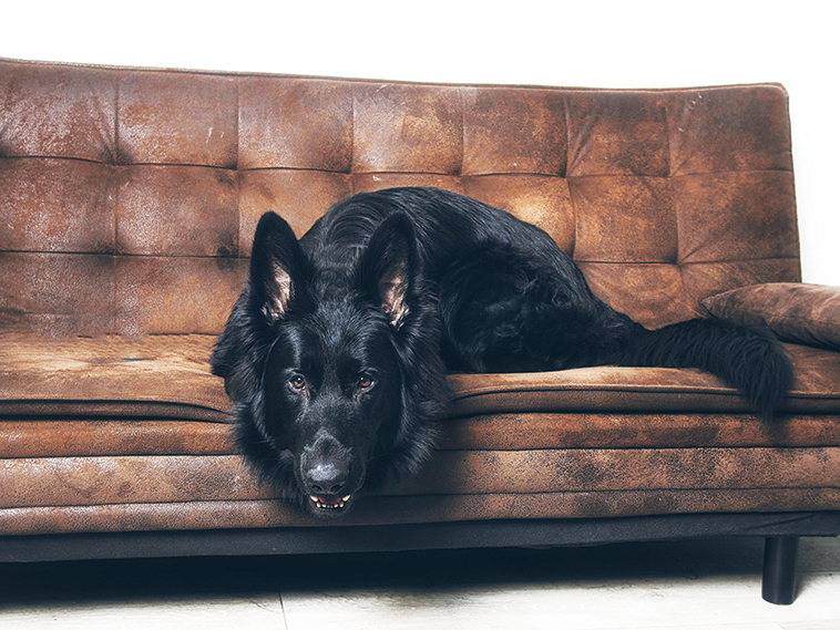 cane d'appartamento sul divano disteso