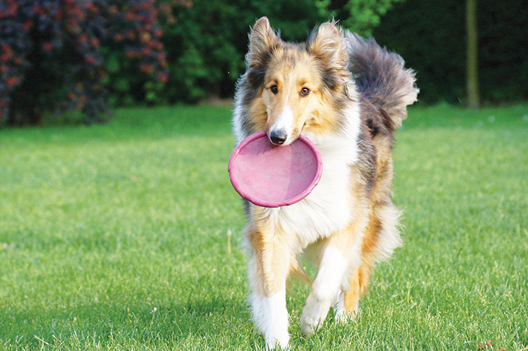 Rinforzare il legame il gioco con il caneche gioca con il disco