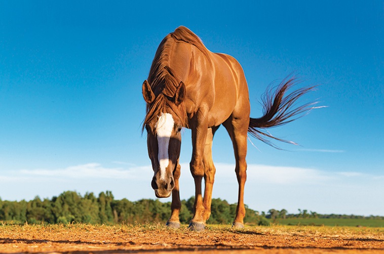 Cavallo in primo piano che pascola