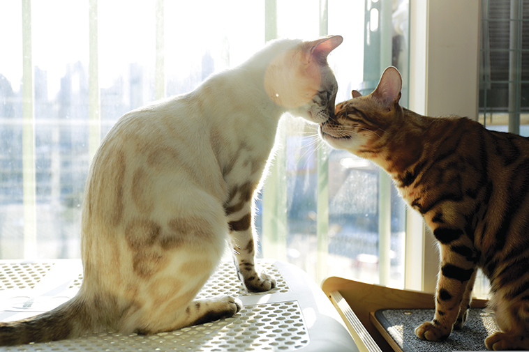 due gatti davanti alla finestra che si annusano