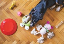 Il cane da appartamento non esiste! Il-cane-appartamento-non-esiste