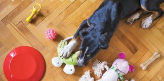 Il-cane-appartamento-non-esiste