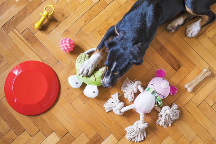 giochi-cane-in-casa Il-cane-appartamento-non-esiste
