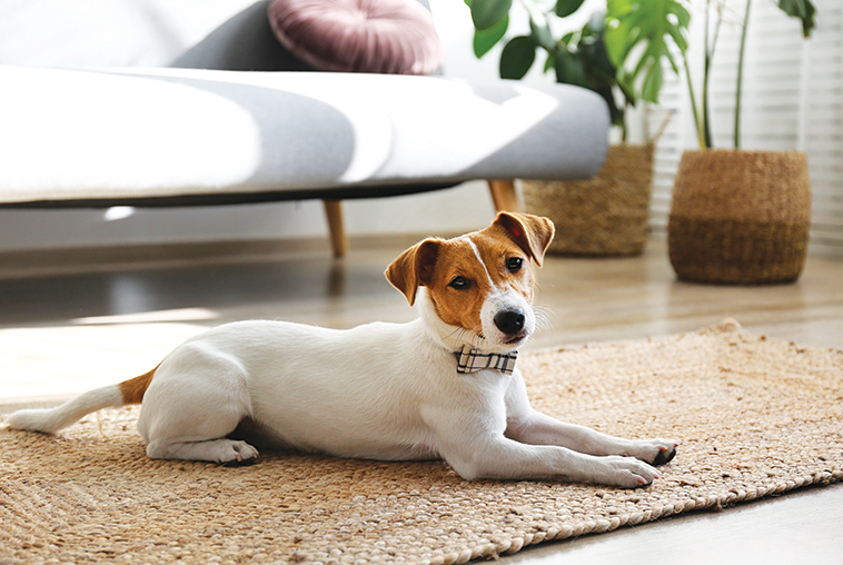 il cane in un appartamento