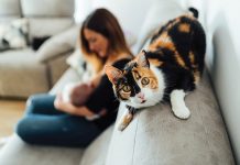 Il mio gatto è geloso? Il-mio-gatto-geloso