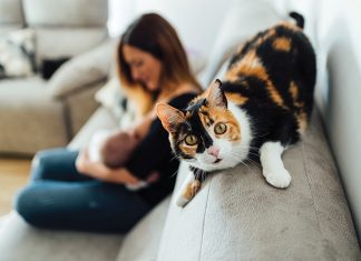 Il mio gatto è geloso? Il-mio-gatto-geloso