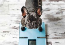 OBESITÀ: punto di vista del Veterinario e dei proprietari OBESITÀ-punto-di-vista-del-Veterinario-e-dei-proprietari