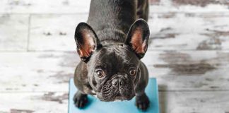 OBESITÀ-punto-di-vista-del-Veterinario-e-dei-proprietari