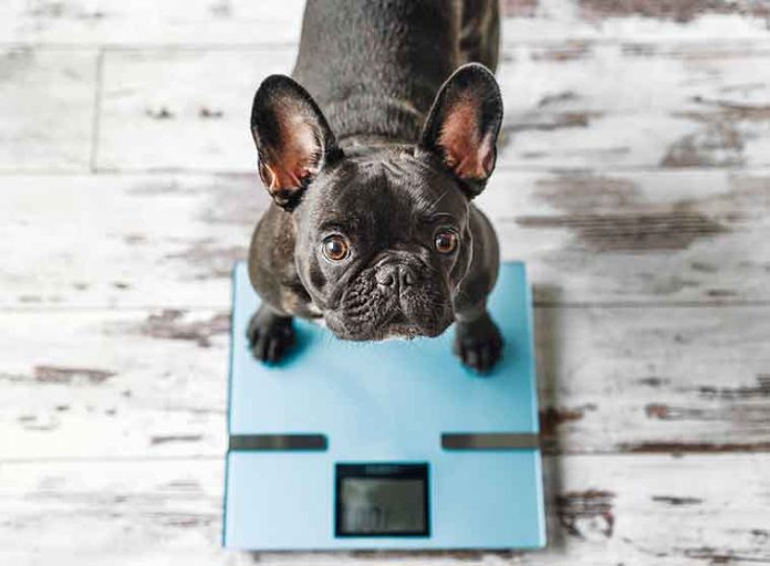 iStock-1352035928-obesità-cane-peso-bilancia OBESITÀ-punto-di-vista-del-Veterinario-e-dei-proprietari