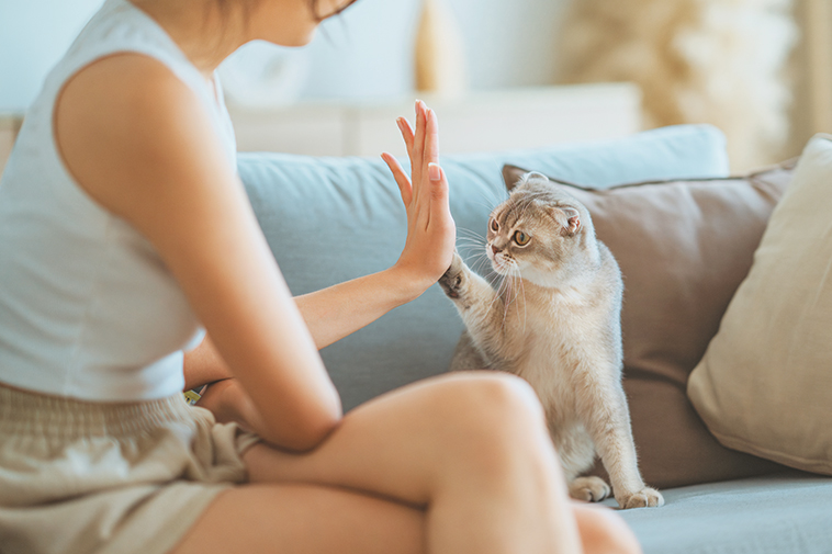 Il gatto è geloso insieme alla sua umana sul divano