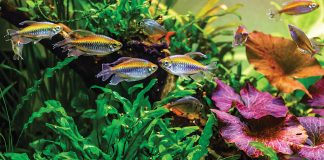 il-primo-acquario