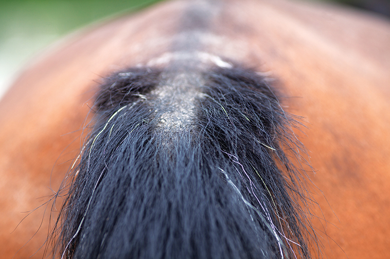 Dermatite estiva per cavalli e pony immagine vicino alla coda del cavallo