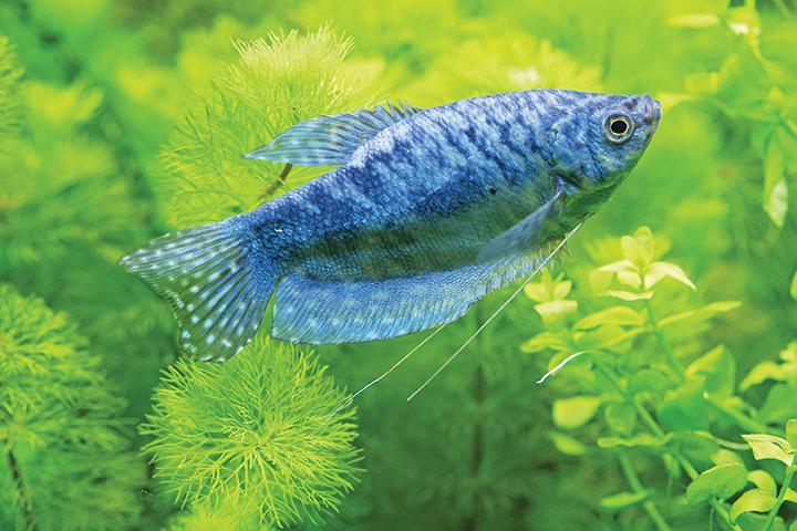 Allestire il primo acquario un pesce in primo piano