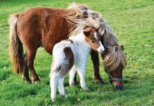 Dermatite estiva nei cavalli e nei pony Dermatite-estiva-per-cavalli-e pony