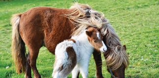 Dermatite-estiva-per-cavalli-e pony