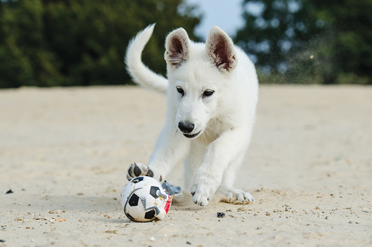 Cane che gioca con la pallina in spiaggia