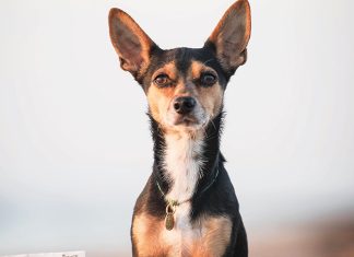 Viaggiare bene con cani e gatti Viaggiare-bene-con-cani-e-gatti