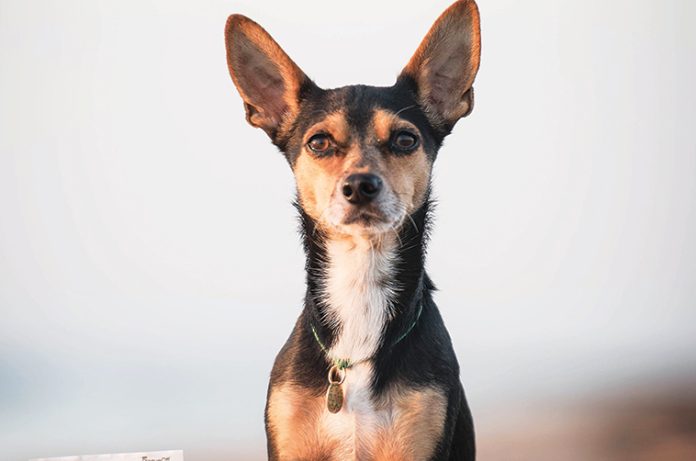 6mod-(2) Viaggiare-bene-con-cani-e-gatti