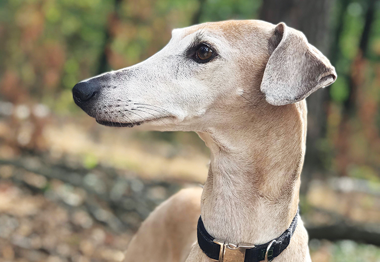 Cani rari e affascinanti in primo piano