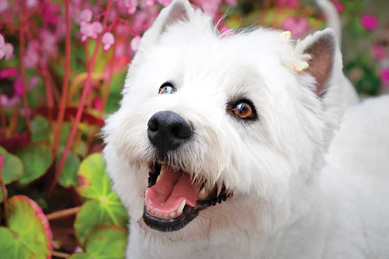 Il Westie un icona globale in primo piano
