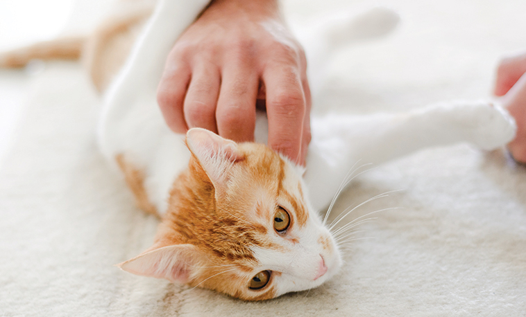 gatto sdraiato con il suo umano che lo accarezza