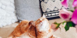 iStock-1445841511-gatto-che-si-gratta