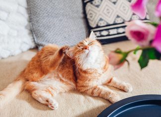 Parassiti nei gatti: massima attenzione quando i mici vivono in casa iStock-1445841511-gatto-che-si-gratta