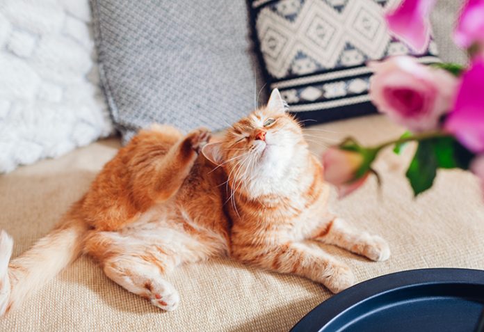 iStock-1445841511-gatto-che-si-gratta