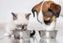 viaggiator-goloso-compagni-di-viaggio