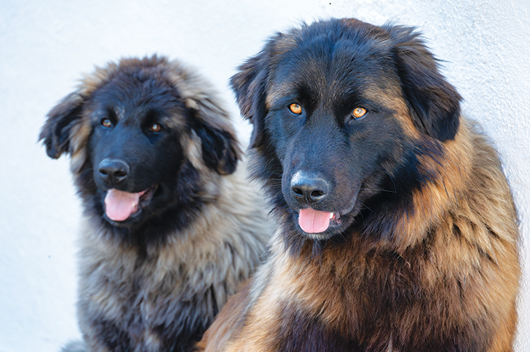 Cão da Serra da Estrela