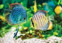 stress-nei-pesci-come-evitarlo