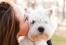 Il Westie un icona globale Il-Westie-un-icona-globale