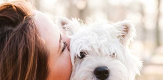 Il Westie un icona globale Il-Westie-un-icona-globale