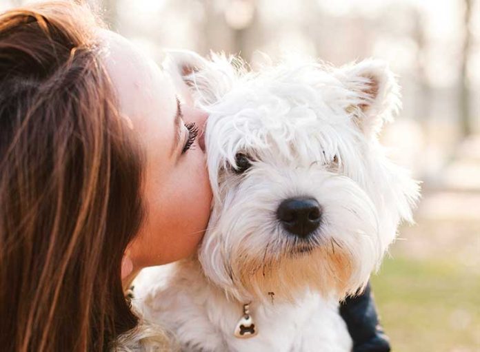 iStock-636666902-westie-highland-white-terrier Il-Westie-un-icona-globale