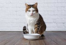 Il gatto anziano che non mangia Il- gatto-anziano-che-non-mangia