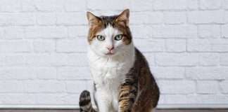 Il gatto anziano che non mangia Il- gatto-anziano-che-non-mangia