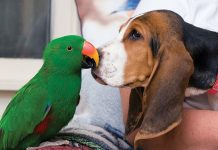 Storie di amicizie improbabili Storie-di-amicizie-improbabili