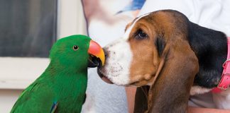 Storie di amicizie improbabili Storie-di-amicizie-improbabili