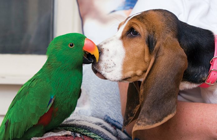 iStock-90834139-pappagallino-amicizia-cane Storie-di-amicizie-improbabili