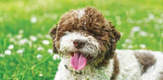 cani-razzr-rare-e-affascinanti