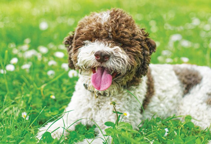 cani-razzr-rare-e-affascinanti