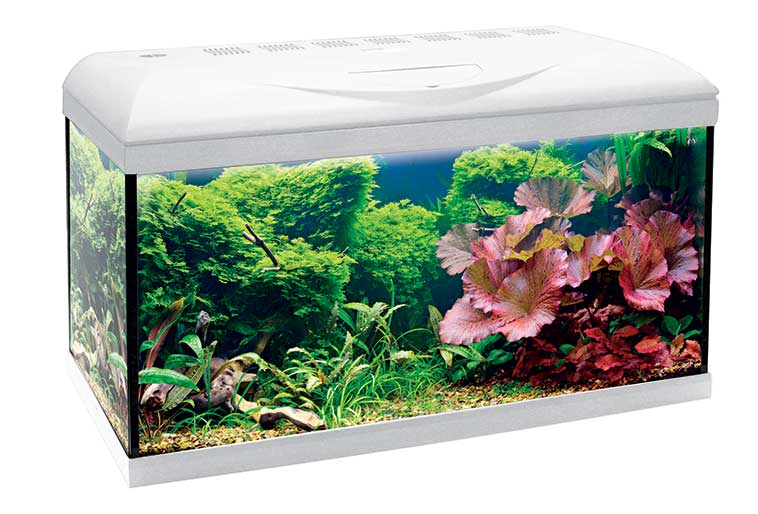 come scegliere un acquario in primo piano