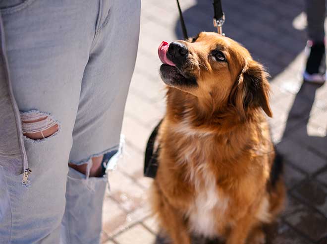 Cane esegue i comandi del suo proprietario