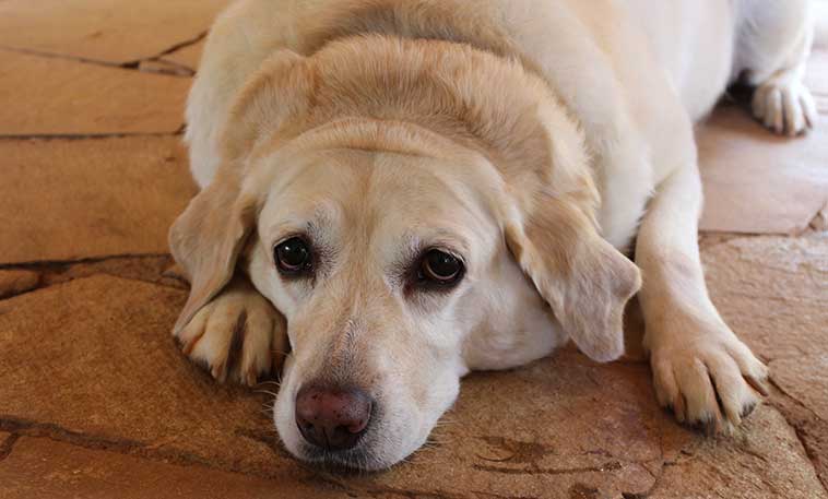 Come insegnare ai cani a rilassarsi
cane disteso sul pavimento