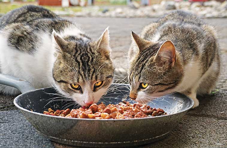 I gatti alfa esistono davvero? due gatti che mangiano nella stessa ciotola