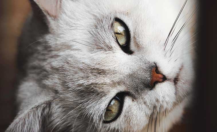 La medicina del dolore per cani e gatti
un gatto in primo piano