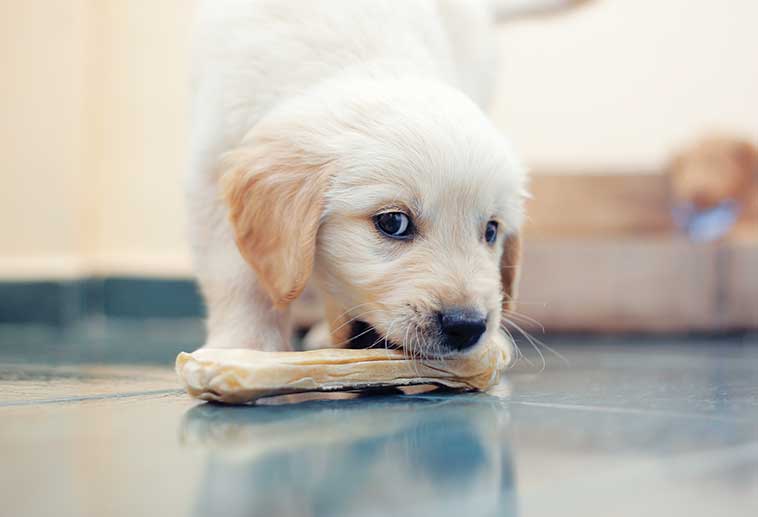 La masticazione un bisogno vitale per il cane sin da cuccioli