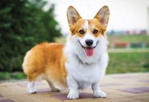 Il-Welsh-Corgi