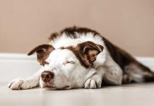 Come insegnare ai cani a rilassarsi Come-insegnare-ai-cani-a-rilassarsi